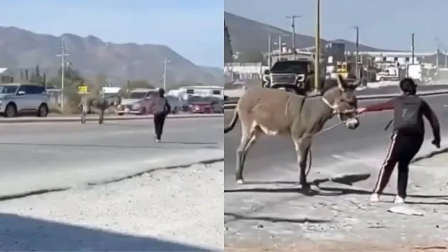 VIDEO: Estudiantes detienen el tráfico para salvar a un burro de ser atropellado en plena carretera