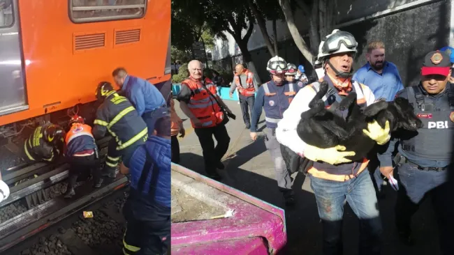 El perrito fue rescatado gracias a las autoridades del Metro