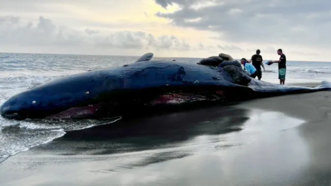 La Profepa recibió el apoyo de voluntarios para poder enterrarla.