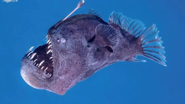 El Melanocetus johnsonii estaba navegando por mares de España.