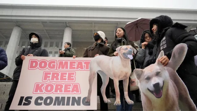 Prohiben carne de perro para consumo humano en Corea del Sur