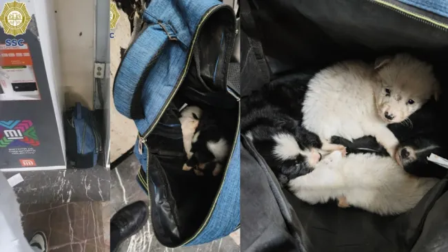 Abandonan a perritos en metro de la CDMX