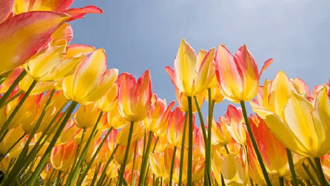 Equinoccio de Primavera 2025: ¿Cuándo es y a qué hora inicia la Primavera en México?