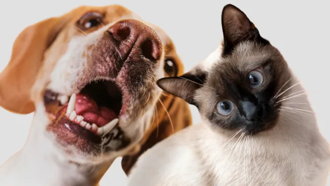 Petco México colabora con 64 Centros de Adopción.