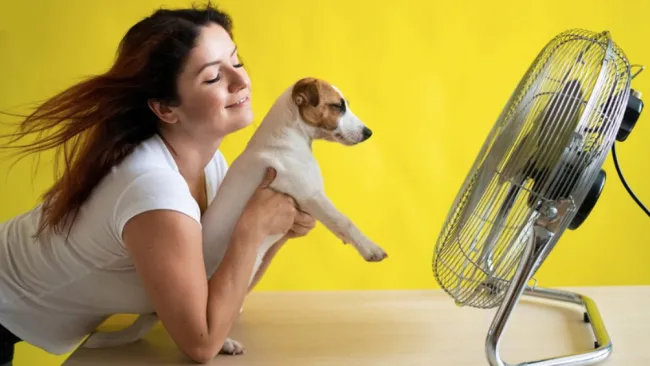 Te dejamos una serie de recomendaciones para cuidarlos.