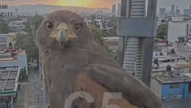 VIDEO: Momento mágico en CDMX, águila mira directo a cámara del C5