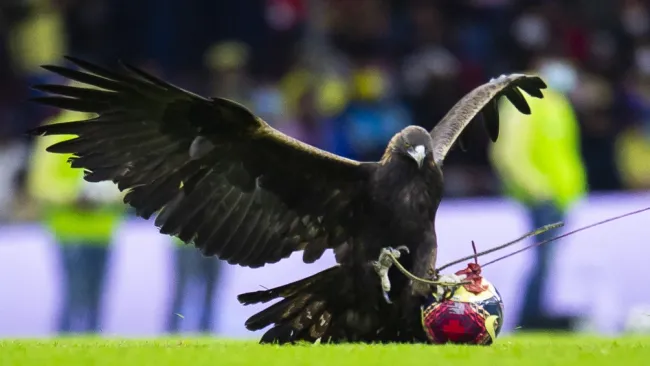 América se puede unir a los clubes campeones relacionados con aves