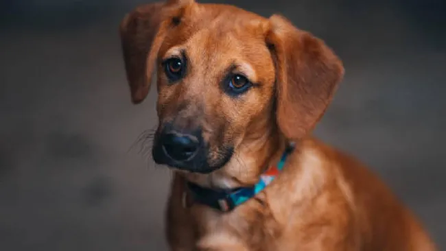 ¡Buscan al responsable! Denuncian envenenamiento masivo de lomitos y michis