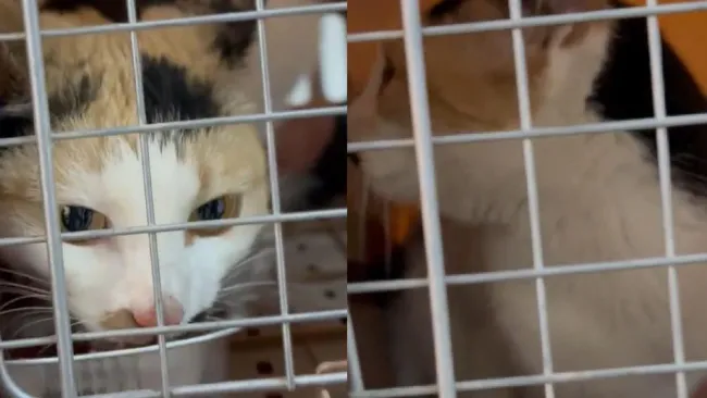 Rescatan a “Pozola”, la gatita atrapada 15 días en la Academia Militarizada Ollin tras clausura