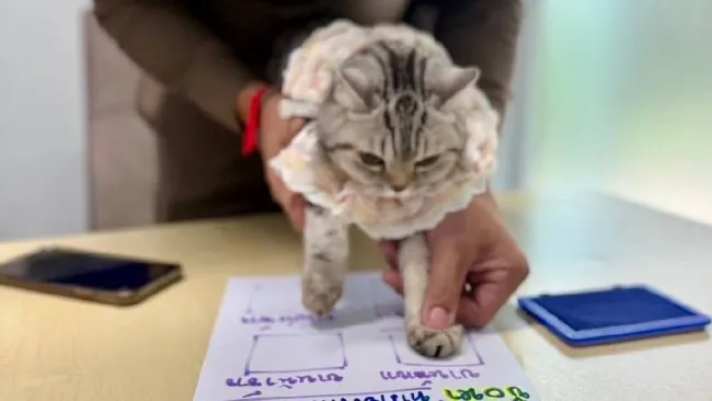 Gata es “arrestada” en Tailandia tras morder a un policía y se vuelve viral