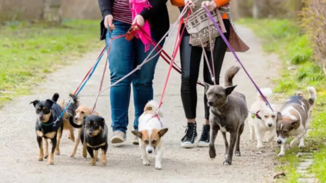 Los reportes ante las autoridades por maltrato se cuentan en miles.