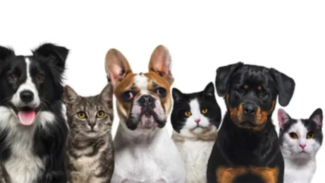 Registro Único de Animales de Compañía lo puedes sacar de manera gratuita.