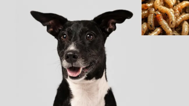 El contagio extraño porque el lugar no es una zona ganadera.