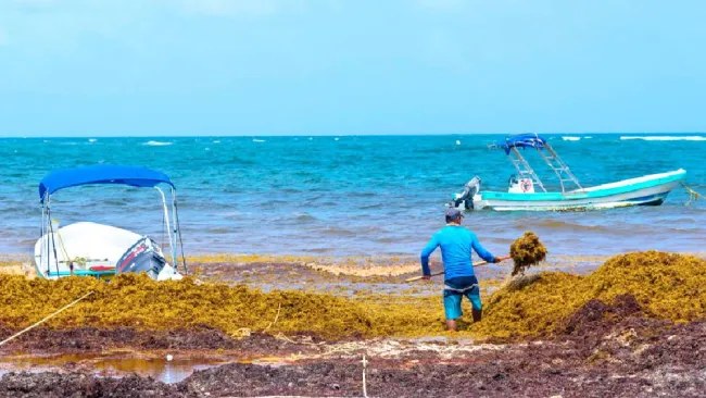Prevén incremento de 40% en la llegada de sargazo al Caribe mexicano en 2025