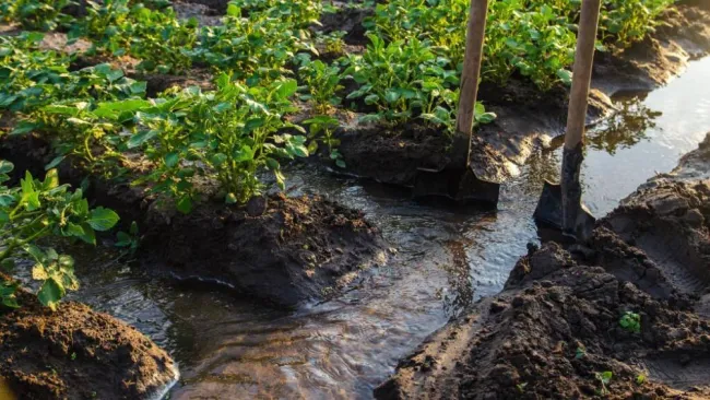 Agricultura vertical clave para el futuro: Daniel Madariaga Barrilado
