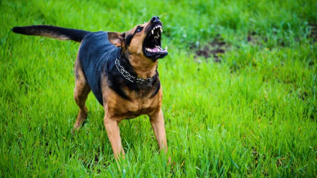 Han reportado un aumento en los ruidos emitidos por los lomitos.