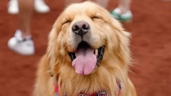 Bruce es el nombre del perro recogebates