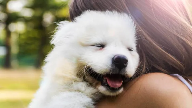 ¿Nueva ley en CDMX te permitirá llevar a tu perro al trabajo? 