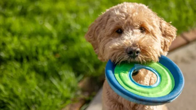 Adóptame 2025: ¿Cómo adoptar un perrito rescatado del Metro de la CDMX?