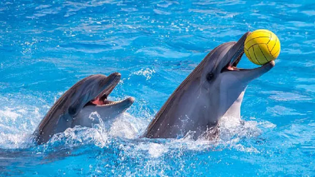 ¿Adiós a los shows con delfines? México prohíbe espectáculos con mamíferos marinos