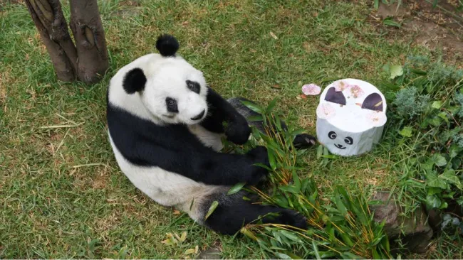 Xin Xin celebra 35 años: ¿cuándo y dónde será la fiesta de la panda gigante en Chapultepec?
