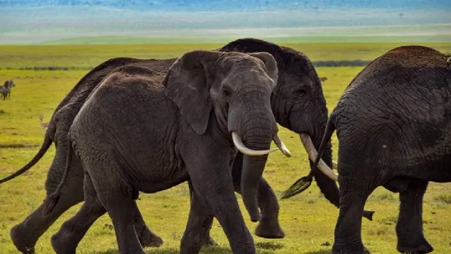 Dos turistas mueren en Zambia tras ataque de elefante durante safari a pie