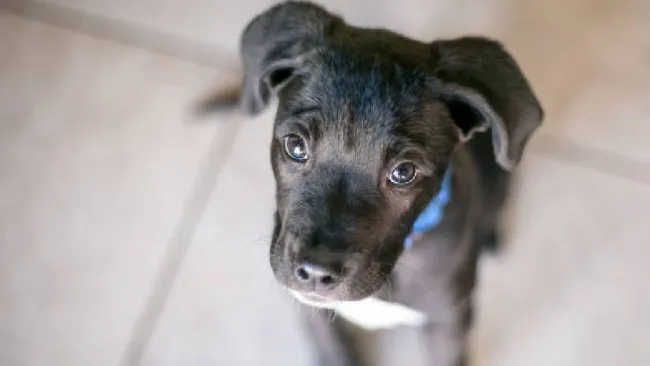 ¿Cómo puedes denunciar el maltrato animal en CDMX? ¡Es anónimo!