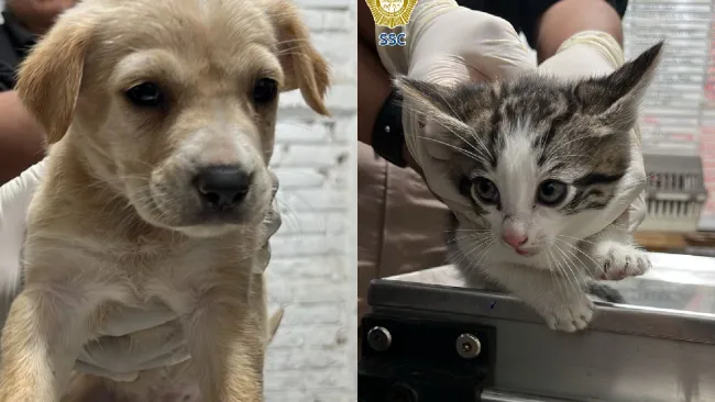 La Brigada de Vigilancia Animal fue la responsable de salvar a las mascotas.