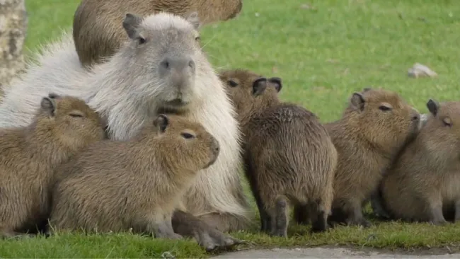 Capibara albino sorprende en Uruguay y alerta sobre su corta esperanza de vida