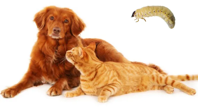 Este parásito, en un principio, afectaba principalmente al ganado.