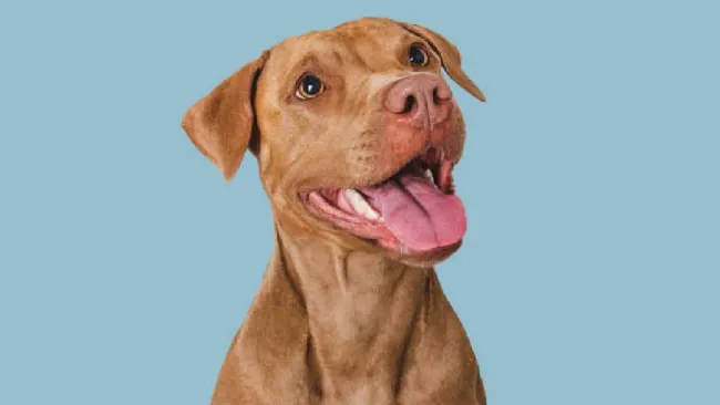 Inauguran centro comercial para perros en CDMX