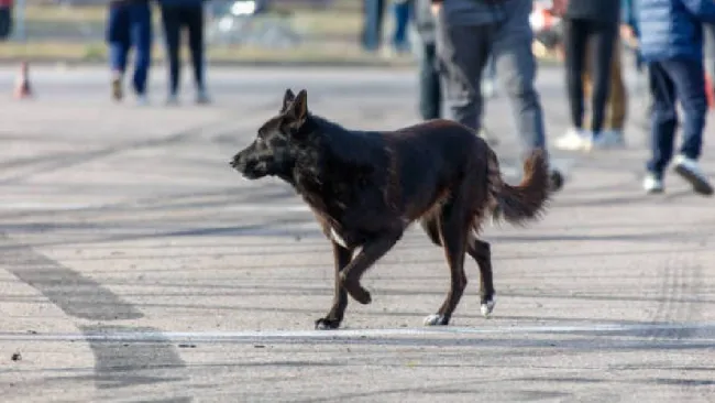 VIDEO: Perrito corre por Periférico en CDMX y automovilistas lo escoltan para salvarlo