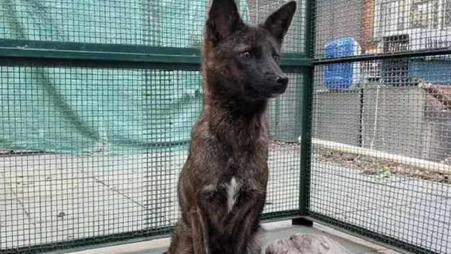 Dogxim: confirman que fue un híbrido real entre perro y zorro de las Pampas