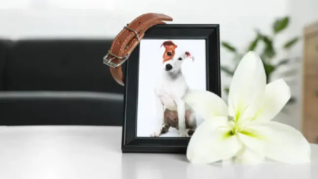 Funeraria J. García López ahora ofrece servicio funerario para tu mascota