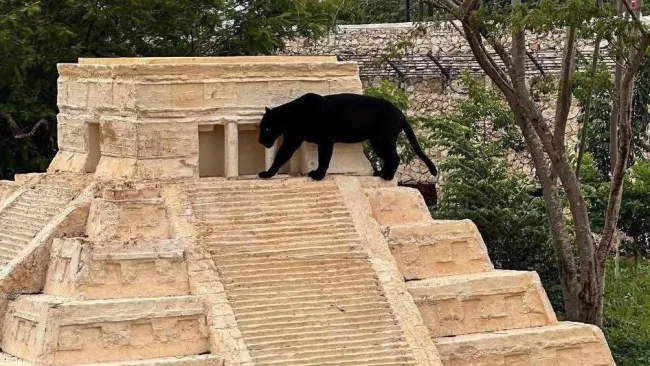 Pantera negra descansa sobre una pirámide en parque Animaya de Mérida