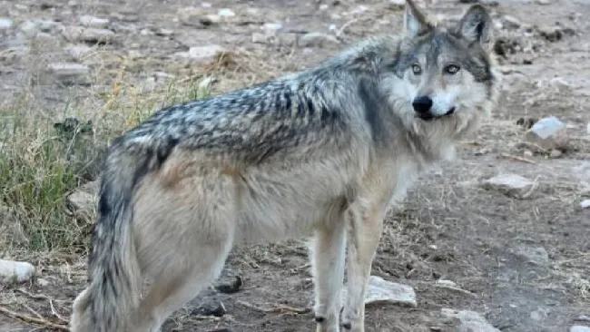 Lobo mexicano vuelve de la extinción con nueva zona de reintroducción en Durango