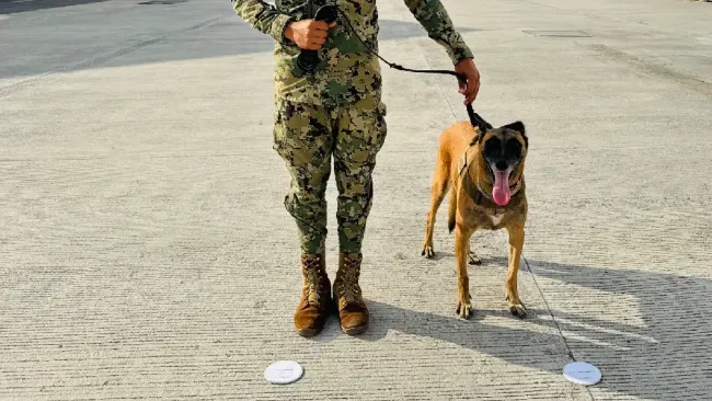 Generación FIFA: México implementará perros entrenados como seguridad para el Mundial 2026