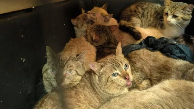 Rescatan a 65 gatitos víctimas de maltrato en CDMX: vivían hacinados y enfermos