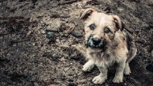UNAM explica cómo el abandono marca profundamente a los perritos
