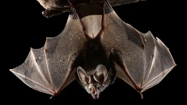 La cita será en el Centro de Cultura Ambiental Ecoguardas.