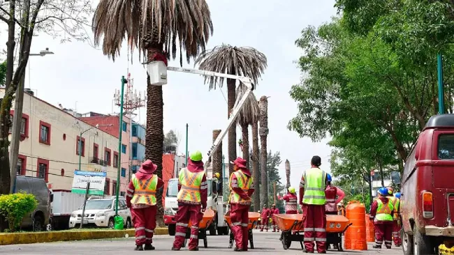 ¿Dónde están las palmeras enfermas de CDMX que sustituirán? 