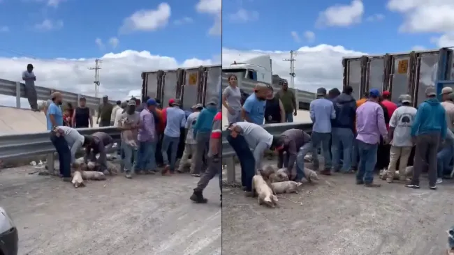 VIDEO: Tráiler con cerdos se voltea en Matehuala y desata rapiña
