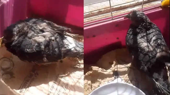 Muere “Esperancita”, la paloma rescatada tras la explosión en Iztapalapa; intentaba volver a volar