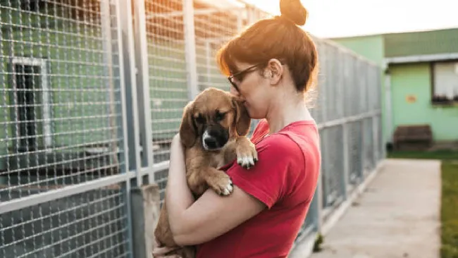 Día Mundial del Perro Adoptado: Cómo encontrar a tu nuevo compañero de vida