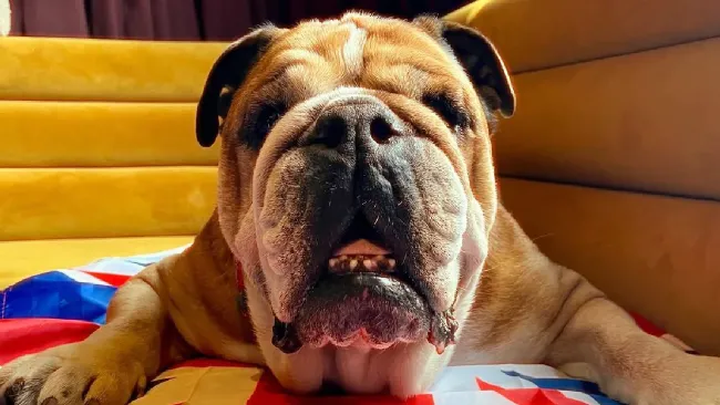 Así fue el día que Roscoe se subió al coche de Checo Pérez