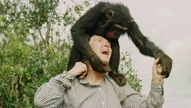 Muere Jane Goodall a los 71 años: pionera en el estudio de los chimpancés