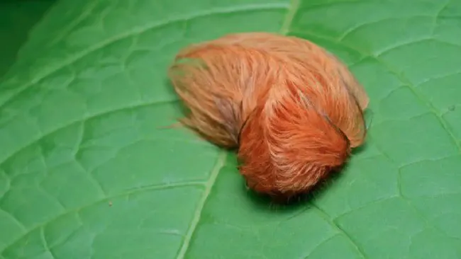 Oruga peluche en Jalisco: todo sobre su veneno y riesgo para la salud