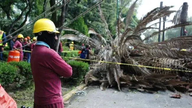 ¿Por qué están tirando palmeras en CDMX? Aquí te explicamos