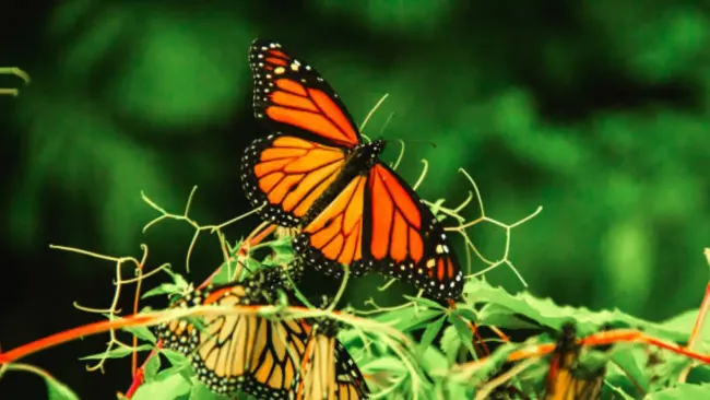 Google celebra la llegada de la mariposa monarca con un Doodle especial en México