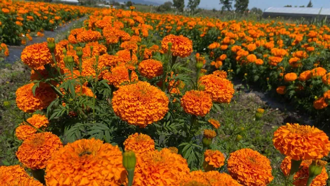 La Secretaría del Medio Ambiente de la Ciudad de México está recolectando las macetas.